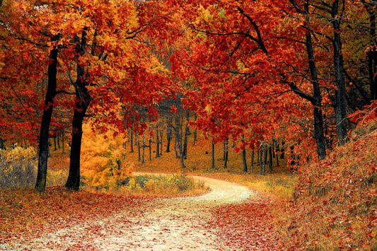 Eco-Friendly Fall Prep: Gardens, Clothing Swaps & Preserving Summer’s Bounty