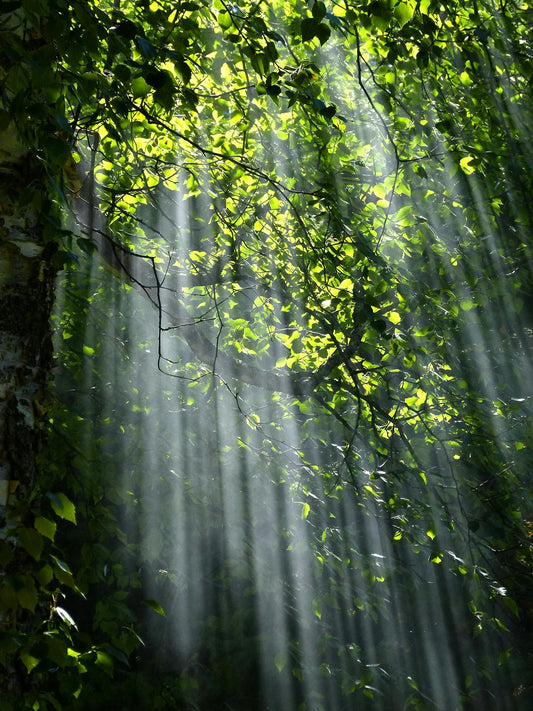 Why Protecting Existing Forests Matters More Than Just Planting New Ones