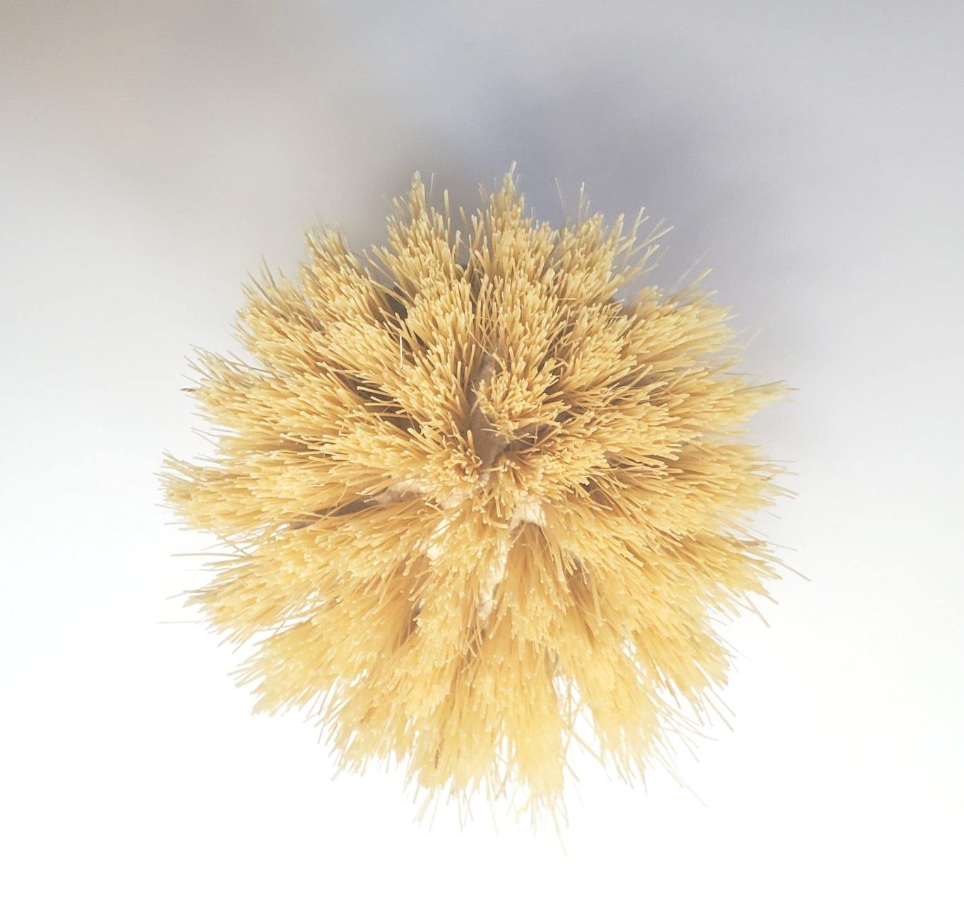 Dish Scrubber Brush - Natural Sisal Fiber Bristles Beech Wood handles - Earth Warrior Lifestyle