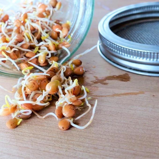 Sprouting KitS - Earth Warrior Lifestyle