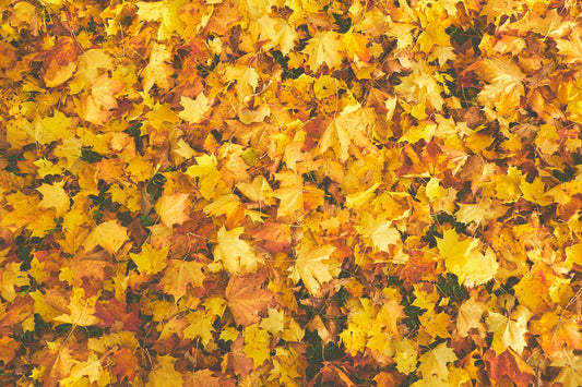Leave the Leaves: Why Fall Yard Waste is a Lifeline for Pollinators and Ecosystems