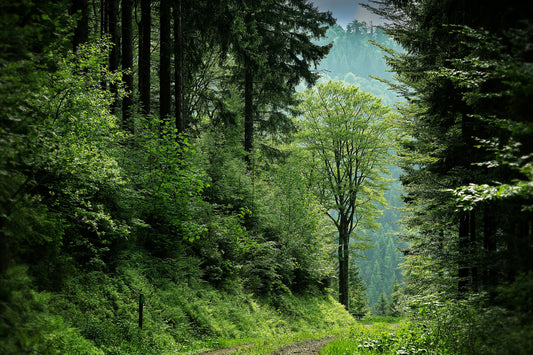 Eco Swaps That Protect Forests