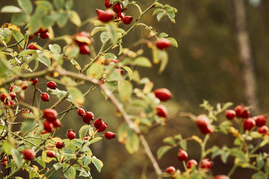 Nature as a Healer: Tapping Into Autumn’s Natural Remedies